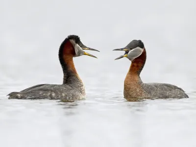 Большая поганка или Чомга – Podiceps cristatus (Linnaeus, 1758) « Красная  книга Томской области | ОГБУ \"Облкомприрода\"