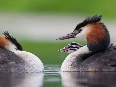 Серощёкая поганка - eBird