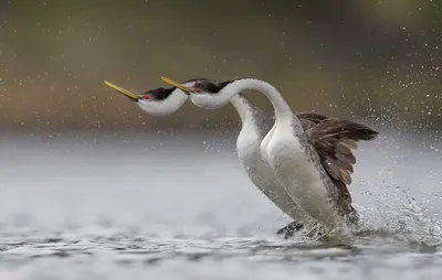 Чомга или большая поганка. Photographer Sergey Glebov