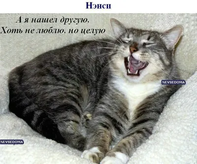 Поющие коты (28 фото)