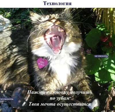 Вокруг кошки - #aroundpet_для_души КОТЫ БЫВАЮТ РАЗНЫЕ И чистые и грязные  Худые, полосатые, Блохастые, пузатые, Коварные и добрые Диванные удобные  Лечебные, поющие, Курящие и пьющие. Немного поседевшие, Чрезмерно  разжиревшие, Бандиты и карманники