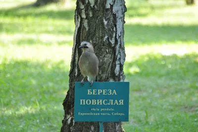 П. П. Смолин \"Птицы в загадках\"/ Читай и слушай песни птиц Государственный  Дарвиновский музей