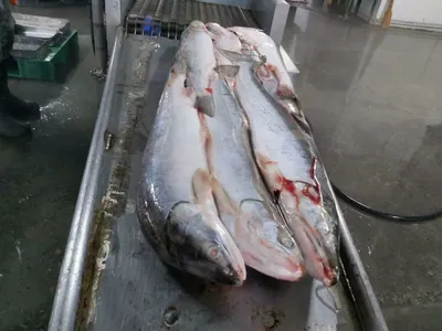 Наживка для ловли пелагических рыб - Морская рыбалка