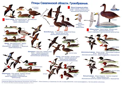 Звукознайка: Перелетные птицы