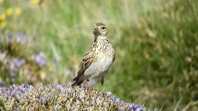 Полевой конек (Anthus campestris) Tawny Pipit - Трясогузковые  (Motacillidae) - Воробьеобразные Passeriformes - Классификатор птиц  Таганрога и Неклиновского района - Птицы Ростовской обл.В основе-Птицы  Таганрога/Некл.р-на