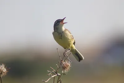 Полевой лунь - eBird