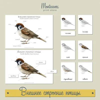 Птицы открытых и околоводных пространств СССР Беме 1983 Birds Beme HC  Illustrat | eBay