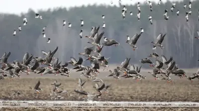 Птицы Новгородской области / Birds of Novgorod Oblast's Journal ·  iNaturalist