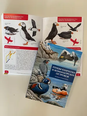 Книжный Сомелье - 🐧🐣🐦ПТИЦЫ БОЛЬШИЕ И МАЛЫЕ🦉🕊🦆🦅 Весенний пролёт птиц  дарит нам каждый год красивую тему для разговоров и ролевых игр. А сегодня  ещё и Международный ДЕНЬ ПТИЦ. Каждую весну и осень