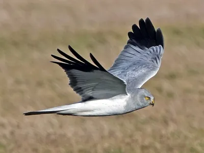 Полевой лунь - eBird