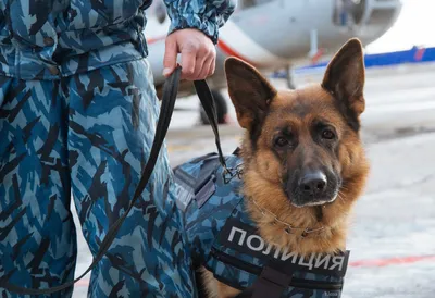 Картинки Полицейских собак для скачивания в разных размерах