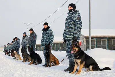 Изображения Полицейских собак в формате jpg: бесплатное скачивание