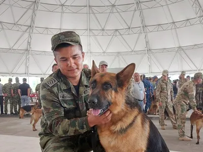 Фото Полицейских собак: лучшие картинки для обоев