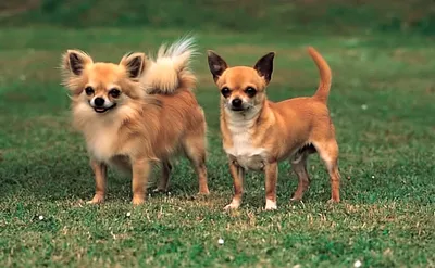 Фотографии популярных пород маленьких собак в разных форматах