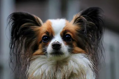 Породы маленьких собак: фото в высоком разрешении для скачивания