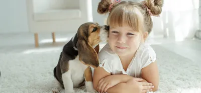Фото и картинки популярных пород маленьких собак на ваш выбор