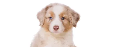 Фото и фон с популярными породами маленьких собак