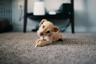 Скачать бесплатно фото популярных пород маленьких собак в webp