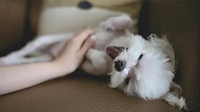 Скачать бесплатно фото популярных маленьких пород собак в разных форматах