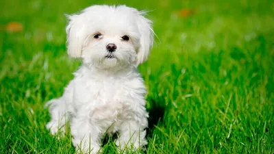 Породы маленьких собак: Лучшие фото и картинки
