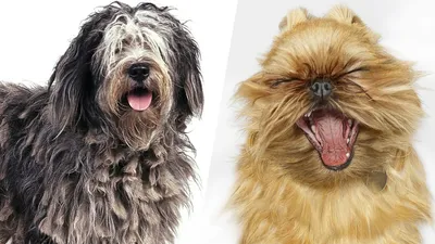 Выберите свой идеальный комочек счастья: фото пород собак
