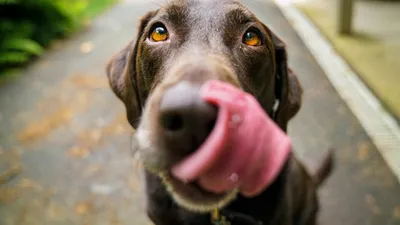 Выберите свою уникальную породу собаки: фото помогут вам