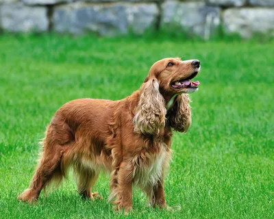 Порода собак английский кокер спаниель: фото
