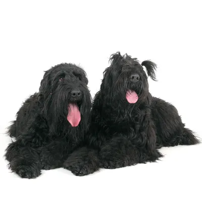 Порода черный терьер: узнайте больше об этих собаках