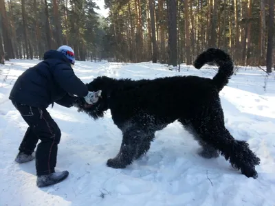 Фото черного терьера: мощь и стиль современной собаки