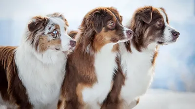 Фотографии собак экстерьер: скачать бесплатно в хорошем качестве