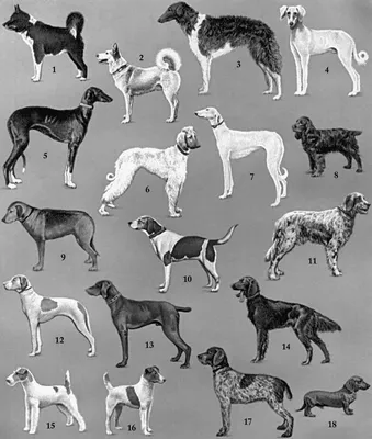 Фото собак экстерьер: качественные изображения разных пород