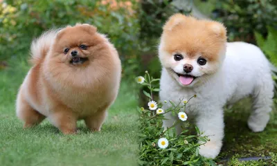 Порода собак экстерьер: скачать бесплатно фото в разных форматах