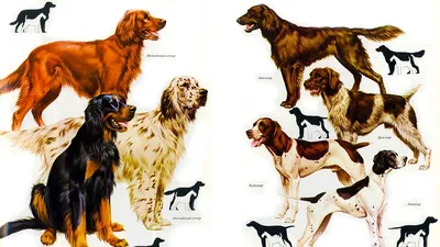 Изображения собак экстерьер: разнообразие картинок для выбора