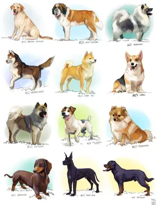 Изображения собак экстерьер в разных форматах