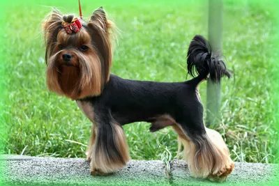Нежная порода собак йоркширский терьер мини: фото в webp формате