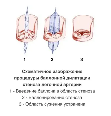 Скачать бесплатно фото собак конкор в хорошем качестве