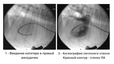 Порода собак конкор - удивительные снимки