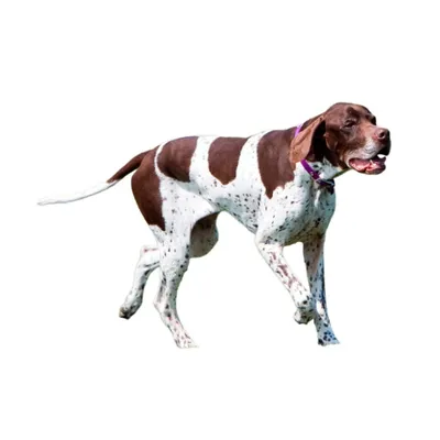 Фото породы собак пойнтер: оживите свой экран стильными обоями