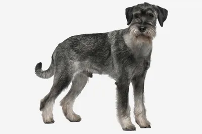 Черно-белые фото пород собак с бородой