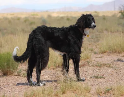 Порода собак тайган: насладитесь прекрасными фотографиями этой великолепной породы!