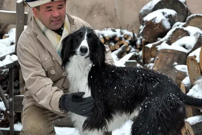 Фото тайгана: насладитесь качественными фотографиями этой удивительной породы собак!