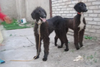 Порода собак тайган: узнайте о стандартах и особенностях этой породы через фотографии!
