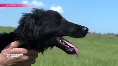 Порода собак тайган: узнайте больше о характеристиках и особенностях этой уникальной породы!