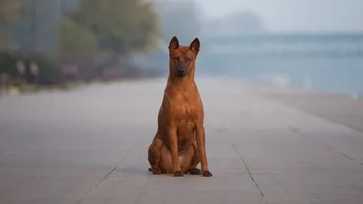Собака породы тайский риджбек на фото