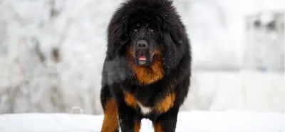 Тибетский мастиф: могучая порода собак
