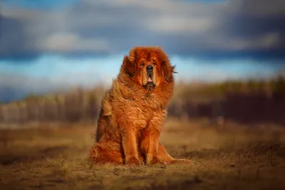 Порода собак тибетский мастиф на фото: обнаружьте их уникальные черты