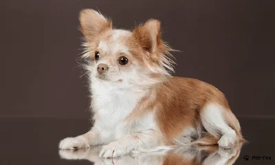 Очаруйтесь красотой породистых собак: уникальные фото