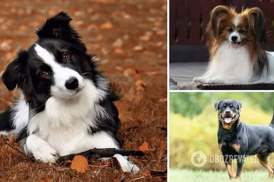 Красивые фотографии породистых собак – доступные для загрузки