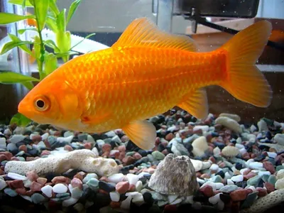 Обыкновенная Золотая рыбка - Бест Фиш