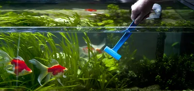 Кто чистит аквариумы: Информация на сайте «Аквастекло»